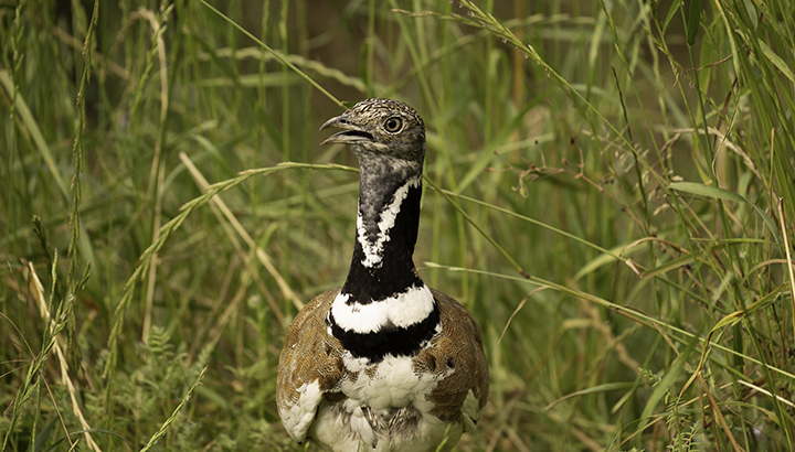 Les oiseaux de plaine